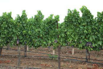 Carter Estate Winery And Resort 4*